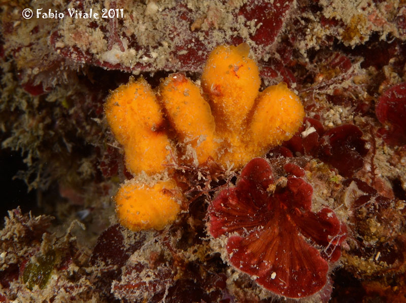 Axinella sp.